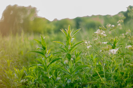Does tea tree oil help bad breath?