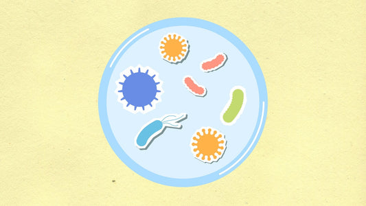 Microbe Monday: Streptococcus gordonii