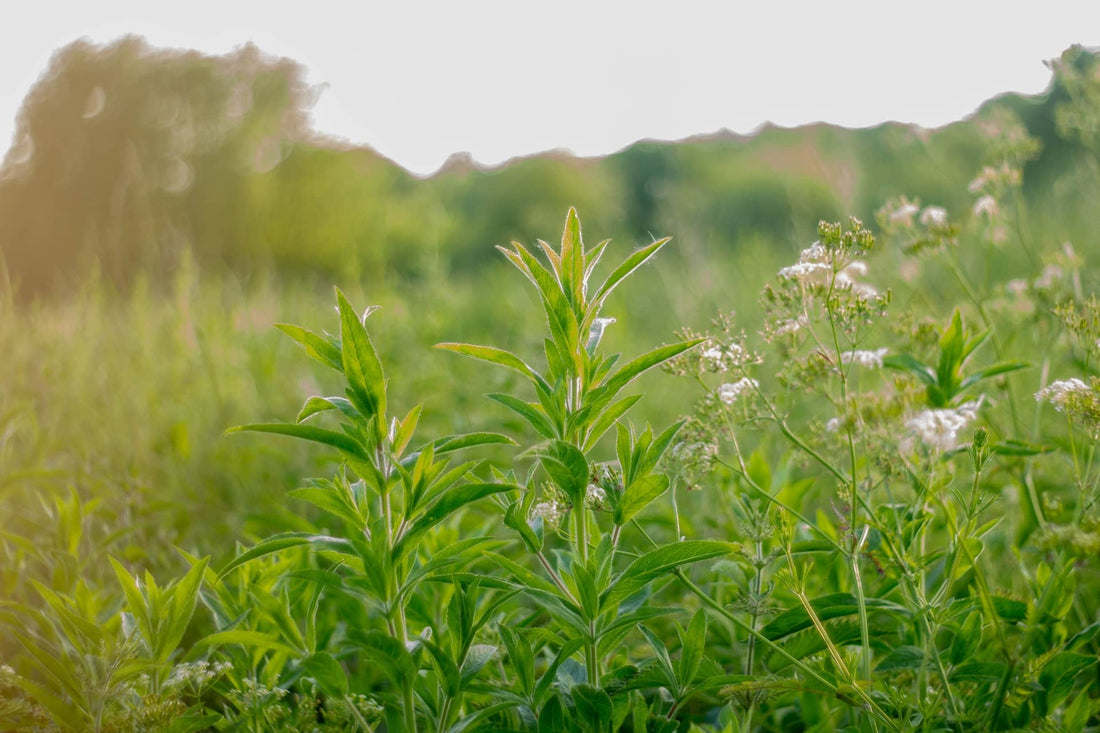 Does tea tree oil help bad breath?