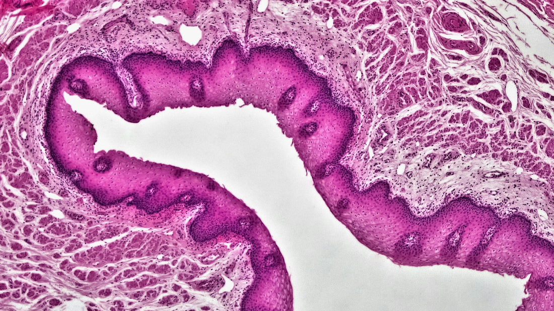 The Oral Microbiome and Pancreatic Cancer